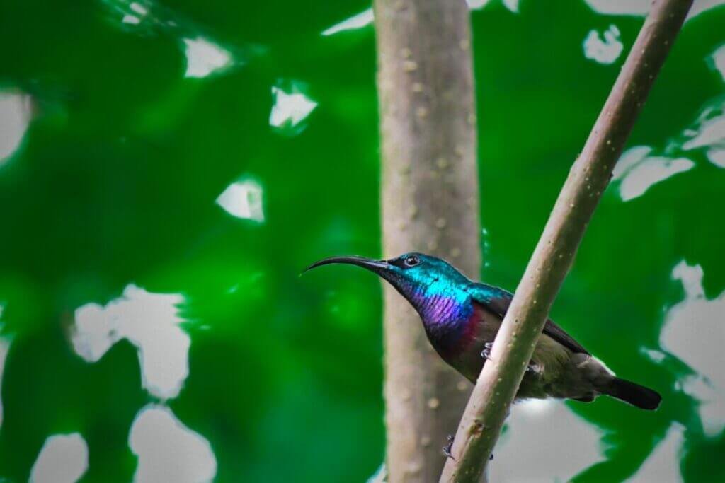 wild-birds-sandeep-n-kurup-creativehut