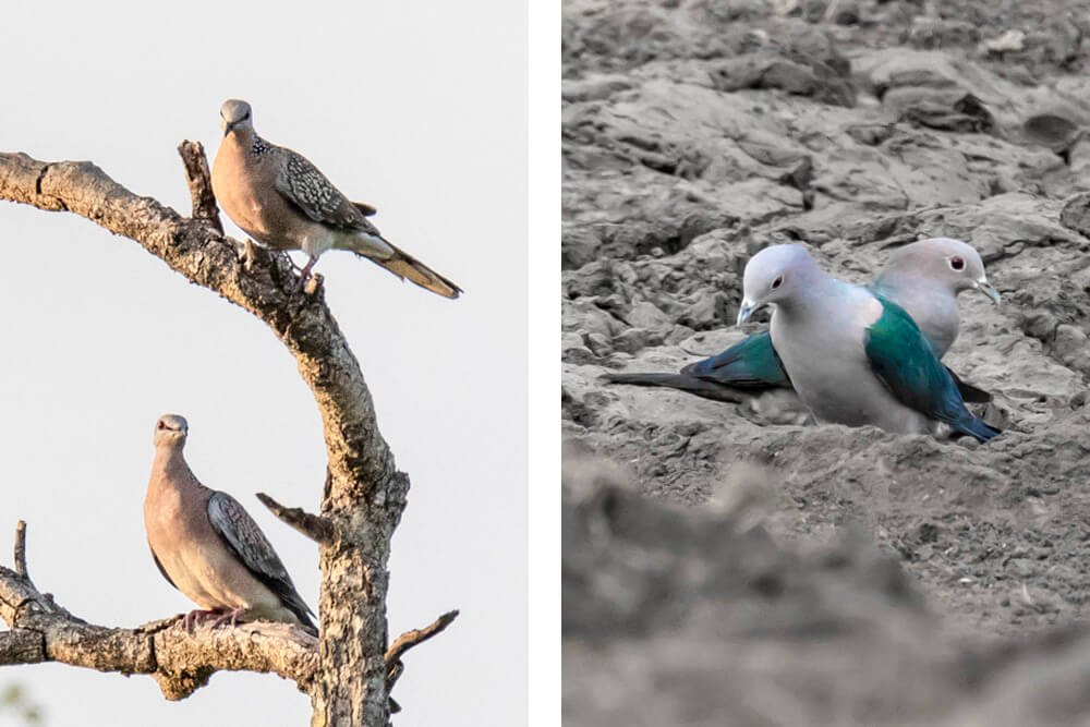 best-birds-photographer-in-india-bharathimurugan