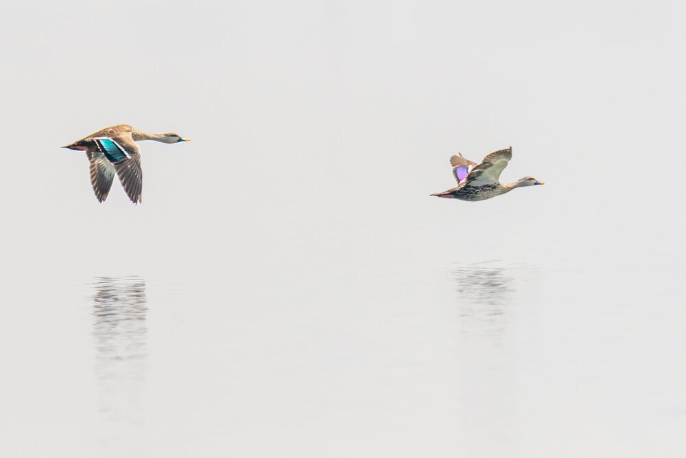 best-birds-photography-in-india-bharathimurugan