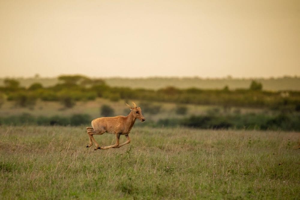 best-kenya-deer-photography-bhanu
