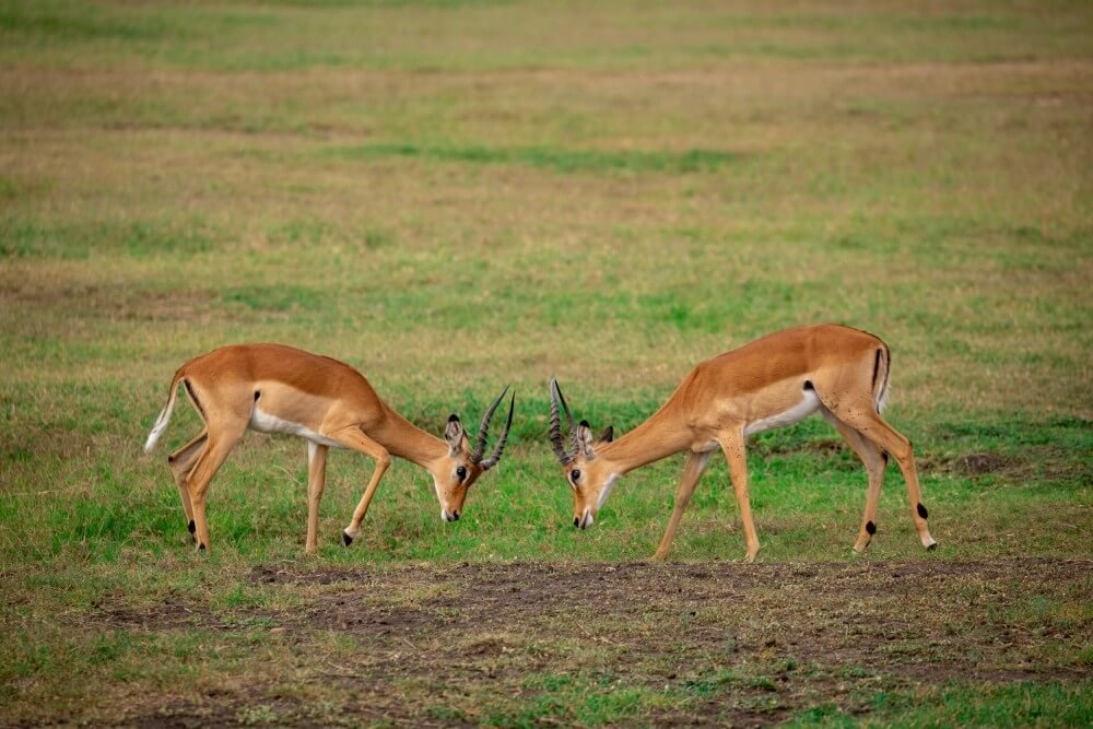 best-kenya-deers-photography-bhanu