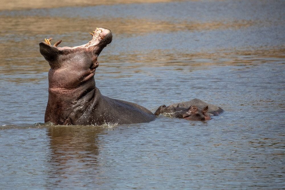 best-masaimara-wildlife-photography-bhanu