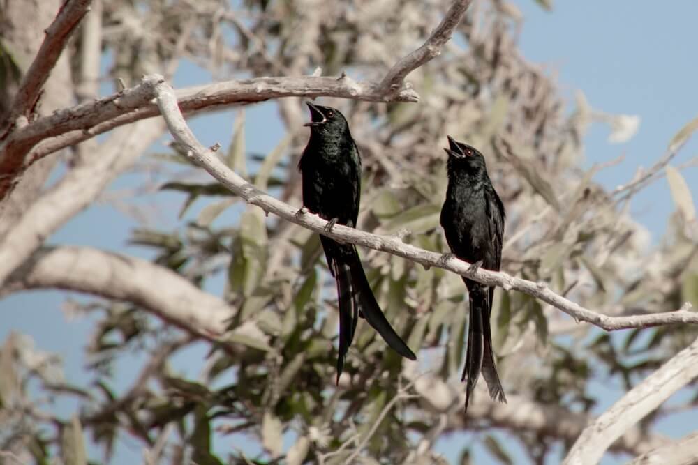 best-wildlife-photographer-in-india-bharathimurugan