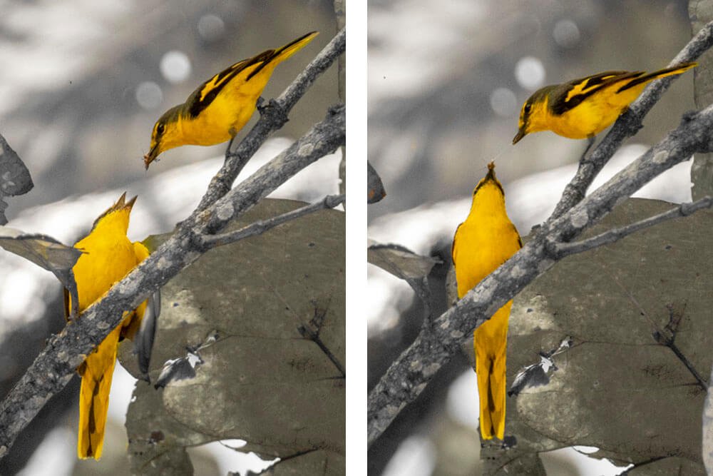 unique-birds-photography-in-india-bharathimurugan