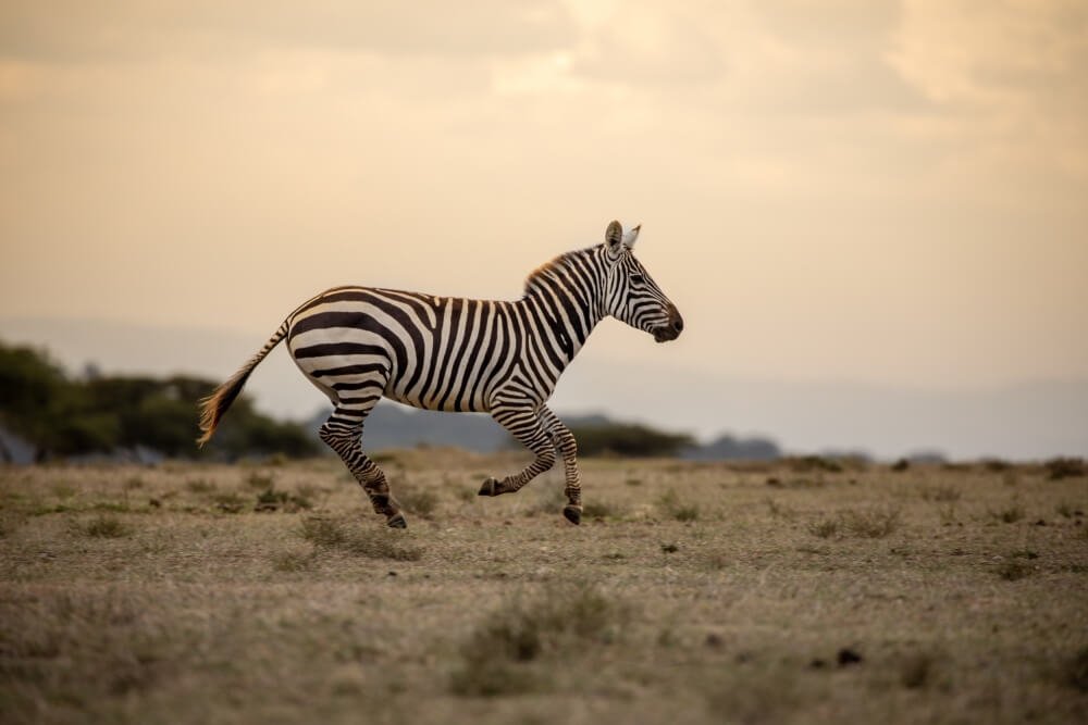 unique-kenya-wildlife-photography-bhanu