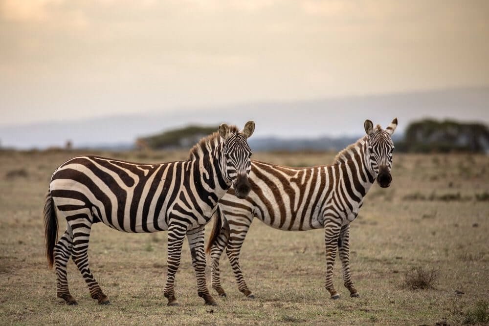 unique-kenya-zebra-photography-bhanu