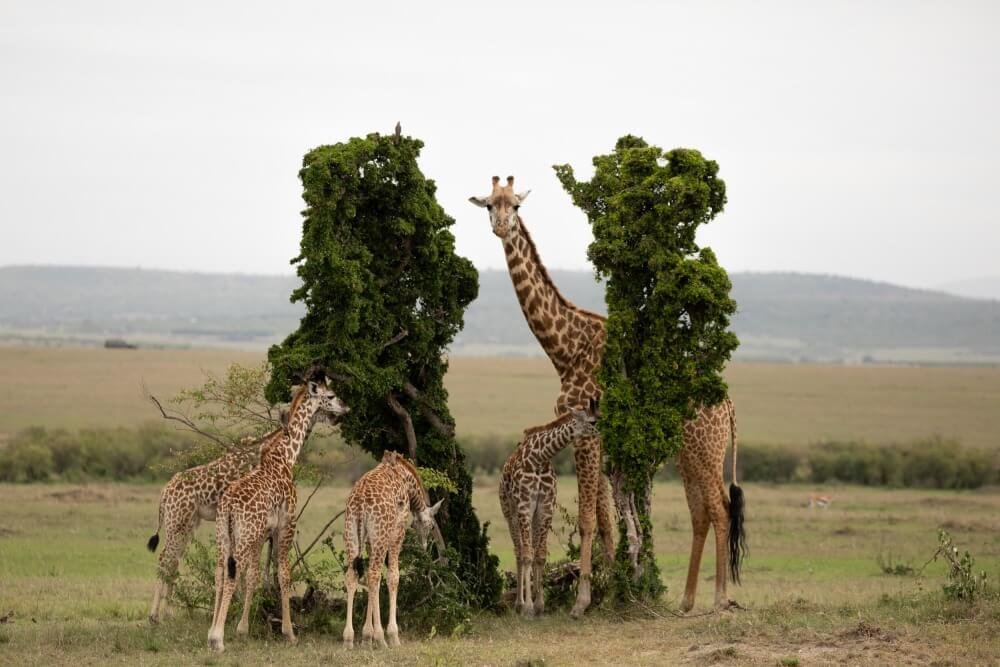 unique-wildlife-animals-photography-kasina-bhanu-prakash
