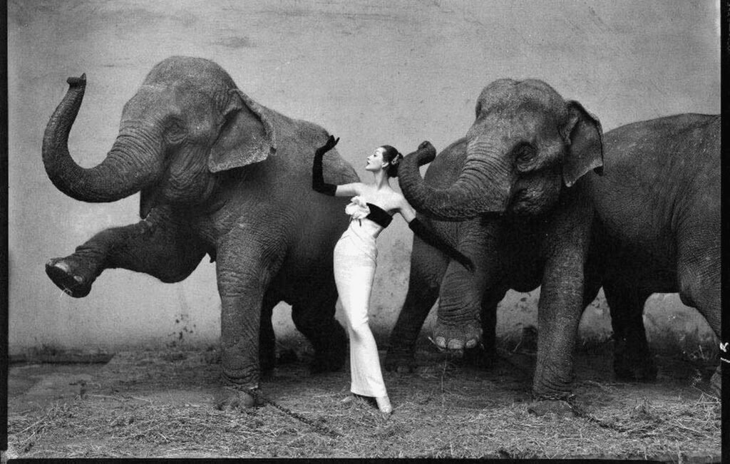 dovima with elephants