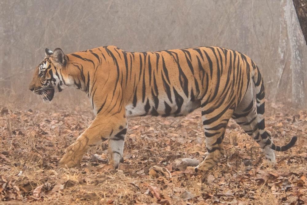 majestic gait by aman john thomas