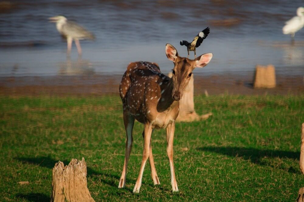 wildlife photography by aman john thomas