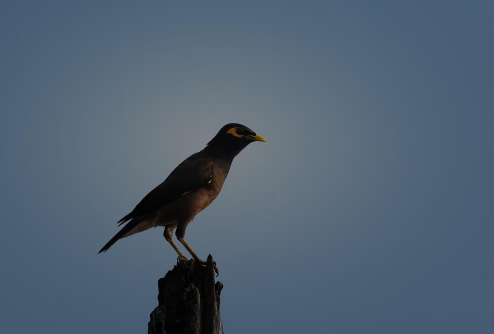 beautiful birds photography