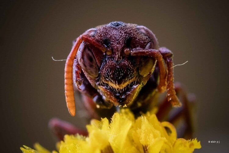 best Extreme macro photography