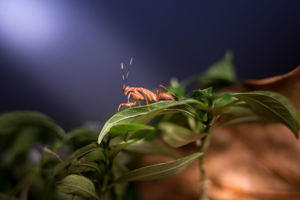 macro-photography-abinalex