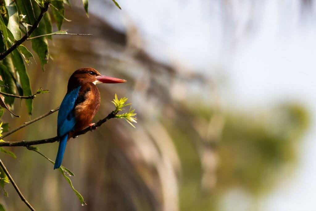 Wildlife Undomesticated Animal Species