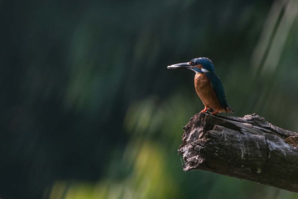 The King of fishing