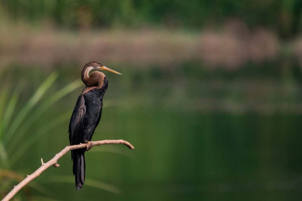 Known as Snake bird