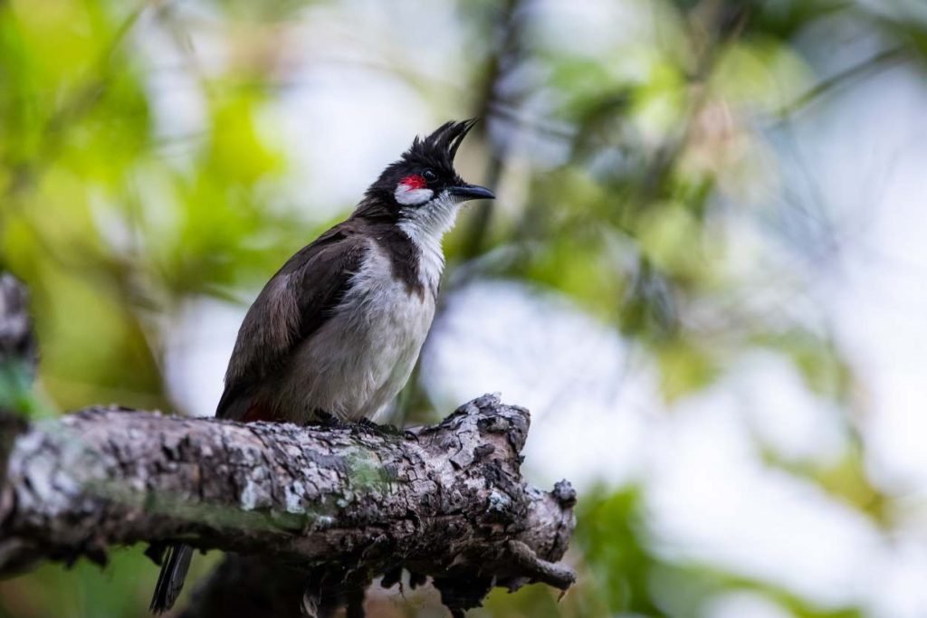 The bird with a melodious voice
