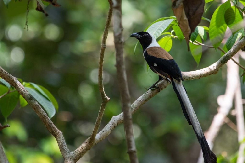 A long tailed wandrer
