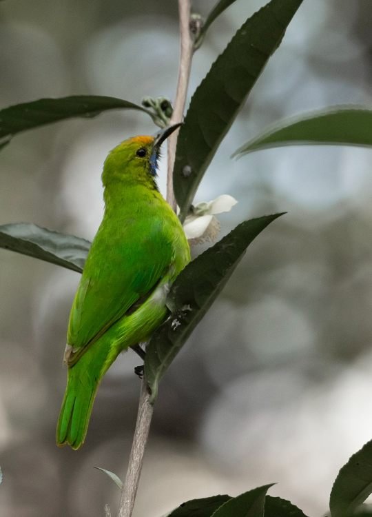 Jerdon's-leafbird-wildlife-photography-bharathi murugan