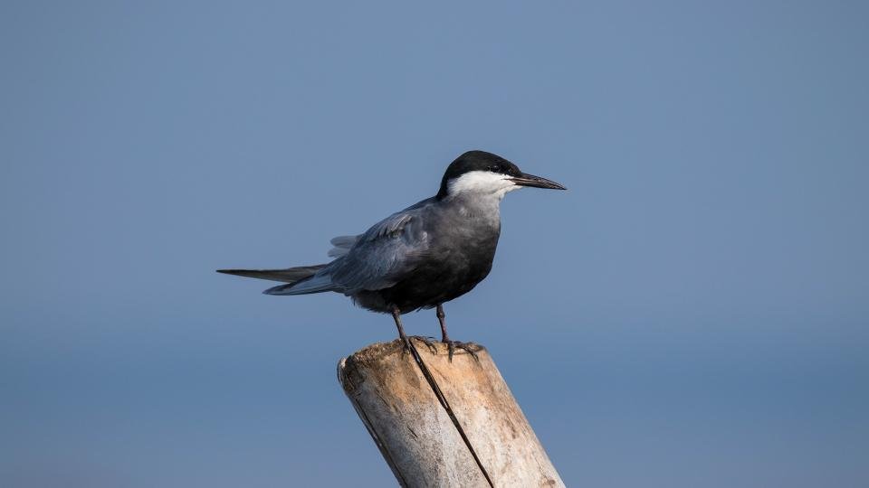 alone-wildlife-photography-basil mathew