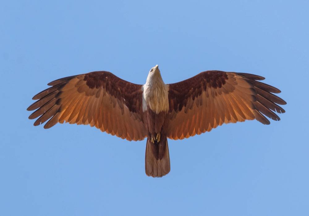 A majestic predator