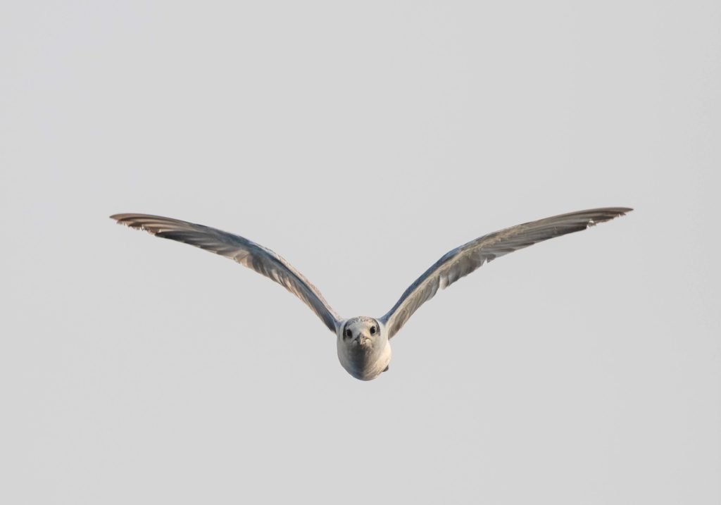 Majestic gliding
