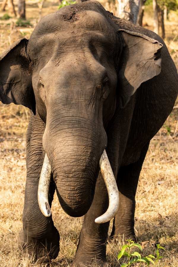 asiatic elephant