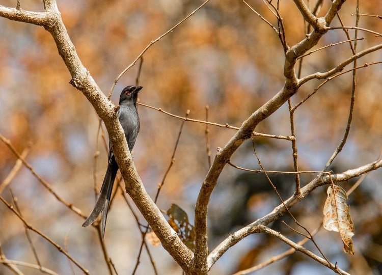 black-drongo-wildlife-photography-bharathi murugan (2)