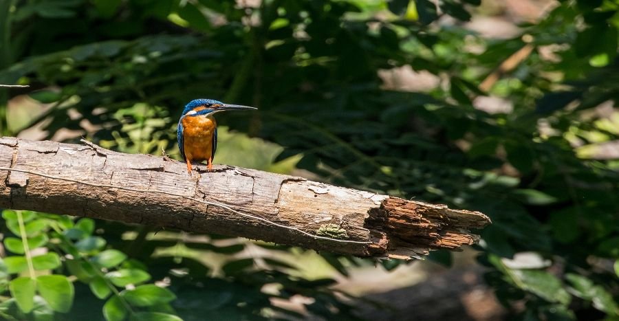 blue-eared-kingfisher-wildlife-photography-alan jose