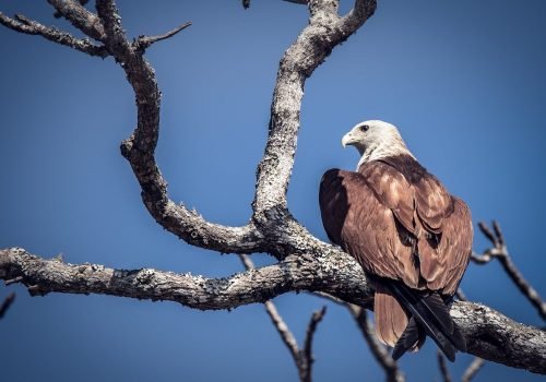brahminy-kite-wildlife-photography-anshul sani