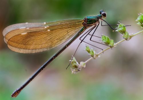 clear-winged-forest-glory-wildlife-photography-anshul sani