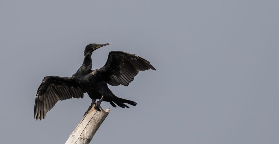 cormorant-wildlife-photography-alan jose