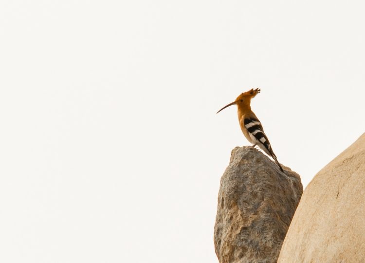 eurasian-hoopoe-wildlife-photography-bharathi-murugan
