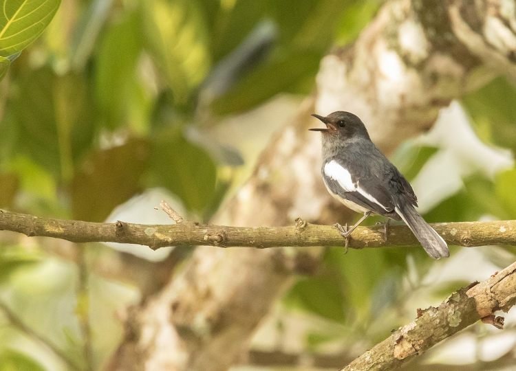 female-magpie-robins-wildlife-photography-bharathi murugan