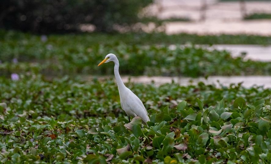 finding-something-wildlife-photography-arjun a raj