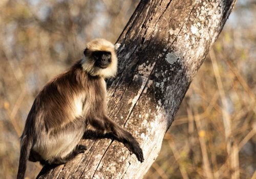grey langur
