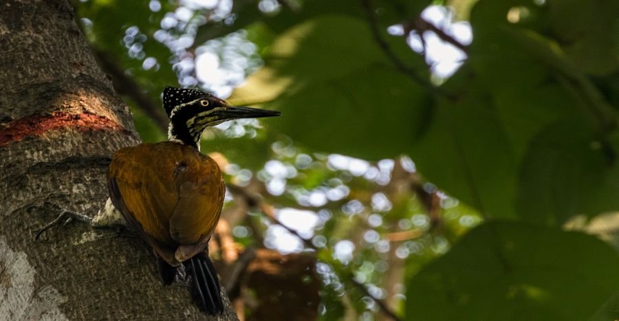 greater-flameback-wildlife-photography-alan jose