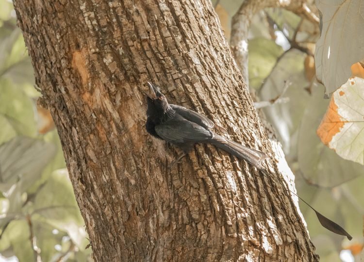 greater-racket-tailed-drongo-wildlife-photography-bharathi-murugan