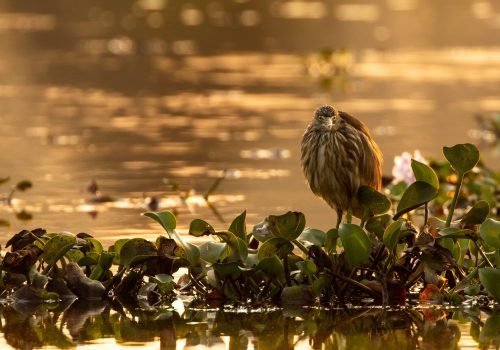 indian-pond-heron-wildlife-photography-anshul sani