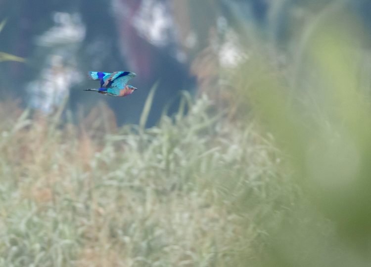 indian-roller-wildlife-photgraphy-bharathi murugan