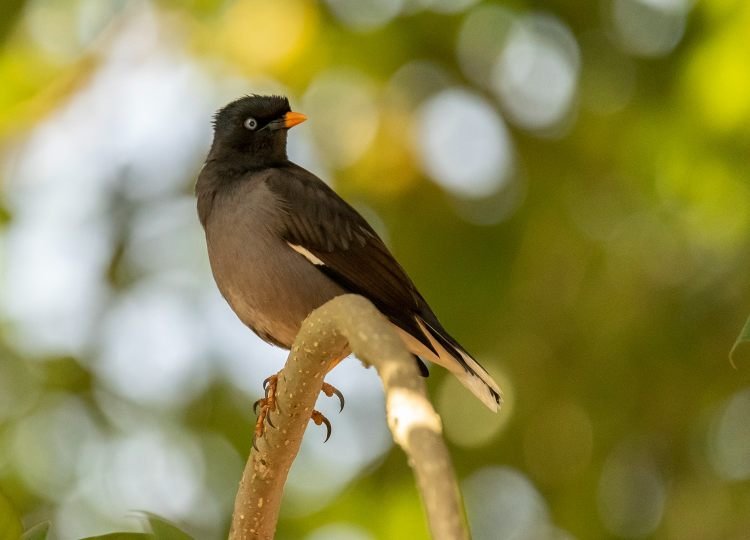 javan-myna-wildlife-photography-bharathi murugan