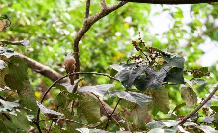 living-in-forest-wildlife-photography-arjun a raj