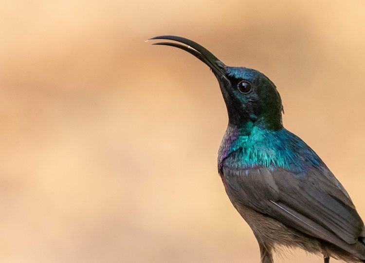 loten's-sunbird-wildlife-photography-bharathi-murugan
