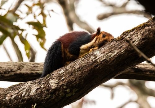 Malabar Giant Squirrel