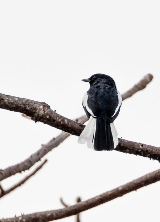 male-magpie-robin-wildlife-photography-bharathi murugan