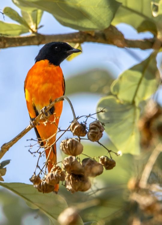 male-orange-minivet-wildlife-photography-bharathi murugan