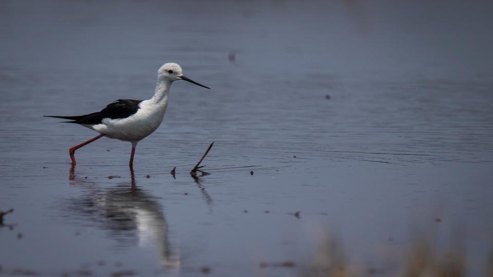 morning-walk-wildlife-photography-basil mathew