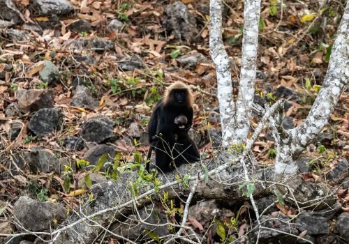 nilgiri langur