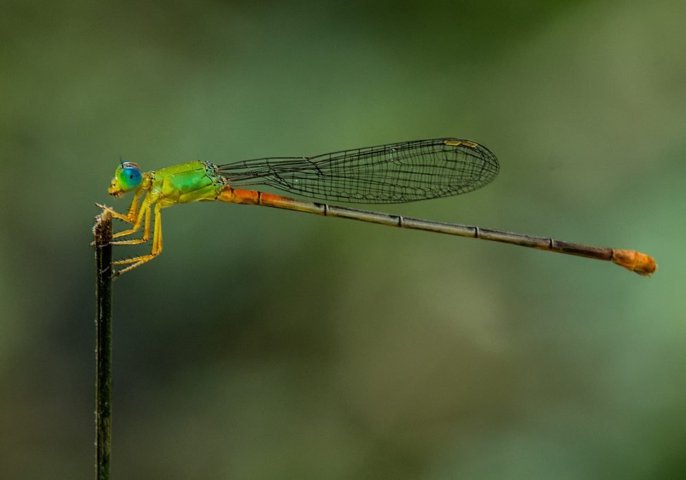 orrange-tailed-marsh-dart-wildlife-photography-anshul sani