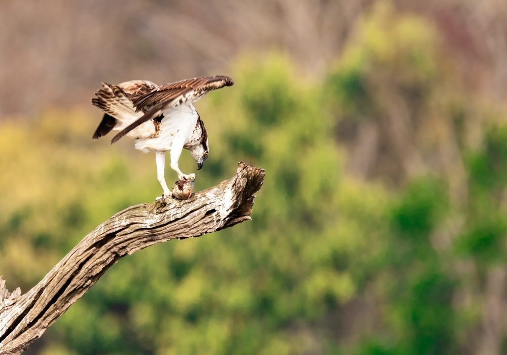 osprey-wildlife-photography-anshul sani